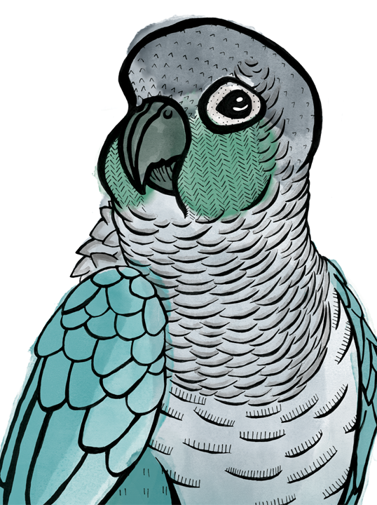 Conure Watercolour