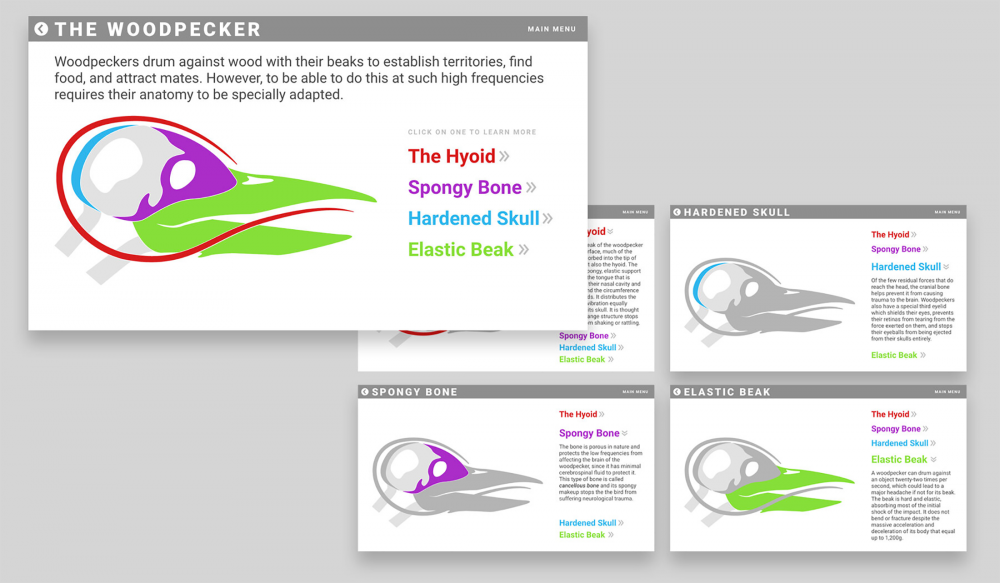 Woodpecker Interactive Infographic 2