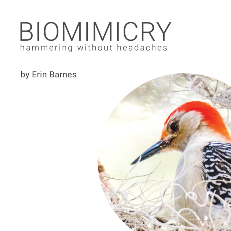 Woodpecker Interactive Infographic