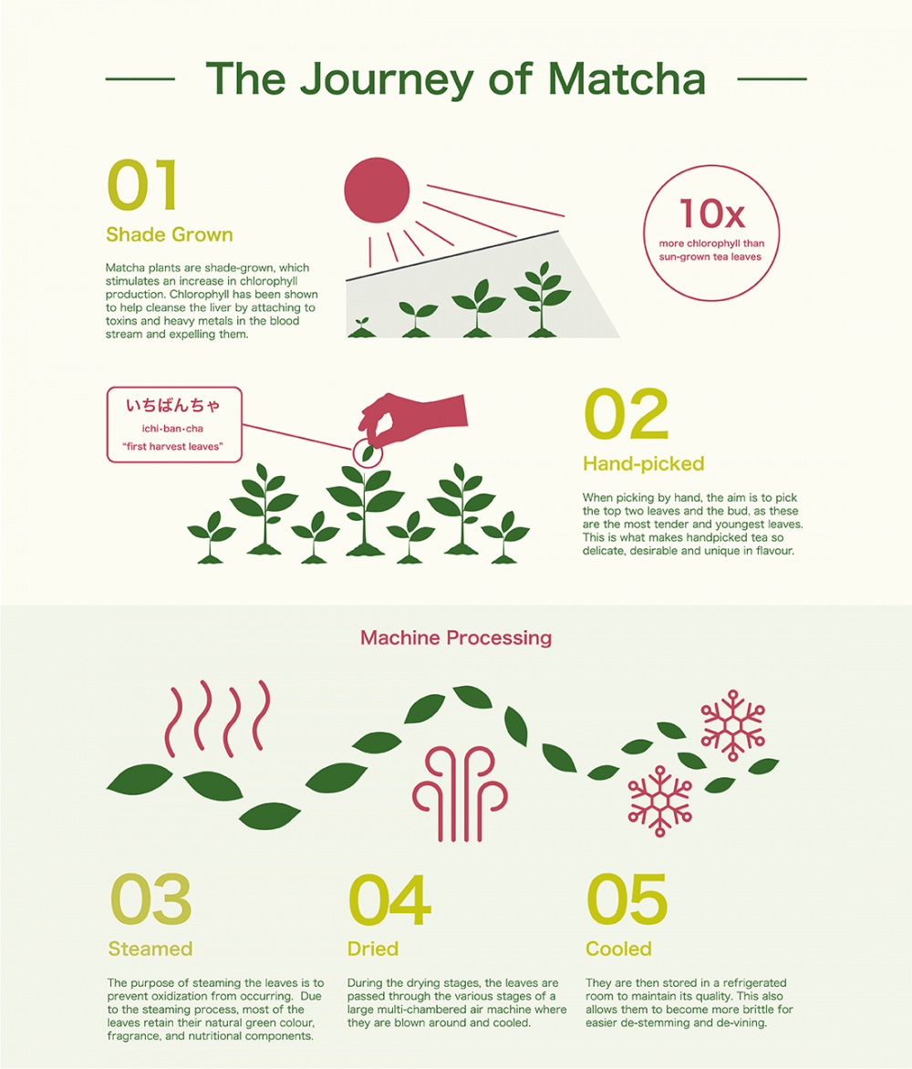 Ryori Matcha Infographic 2