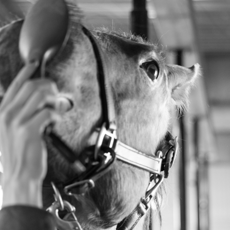 Horse and Owner Photoshoot