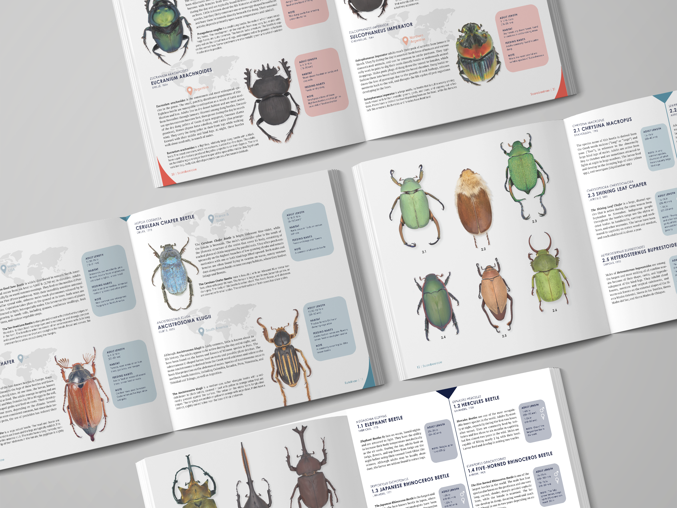 Scarabaeidae: The Family Scarabaeidae - Image 3
