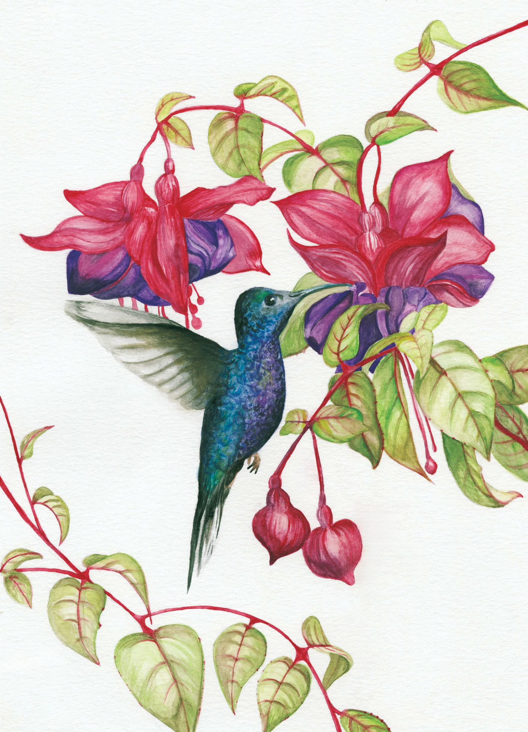 DESN200 P4 Andrews Kaelyn Hummingbird Secondary 01